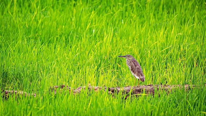 A bird sits amidst long green grass and conveys a sense of calm and natural beauty, a paddy heron at Sigiriya in Sri Lanka (Ardeola grayii)