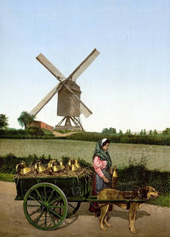 Milk seller with a cart pulled by dogs, windmill in the background, Brussels, Belgium, ca 1895, Historic, digitally restored reproduction from a 19th century original, Record date not stated