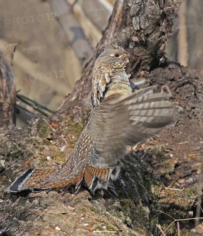 Ruffed Grouse (Bonasa umbellus), Saskatchewan, Canada