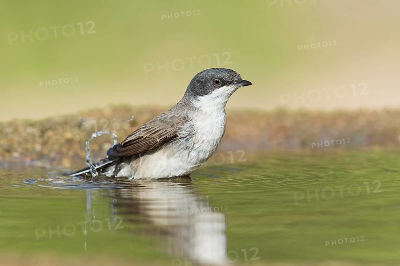 Lesser Whitethroat (Sylvia curruca) bathing, Eilat, Israel