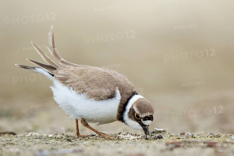 Little Ringed Plover (Charadrius dubius) female foraging, North Rhine-Westphalia, Germany