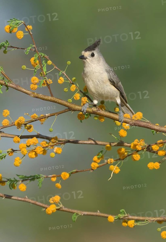 Black-crested Titmouse (Baeolophus atricristatus) perched on a branch, Texas, USA