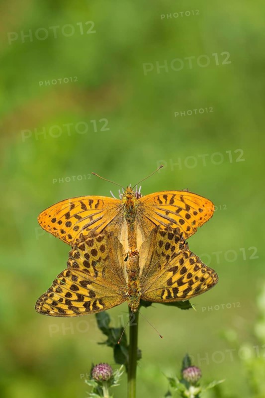 Silver-washed fritillary (Argynnis paphia) butterfly two adult insects pair mating in a woodland, Suffolk, England, United Kingdom