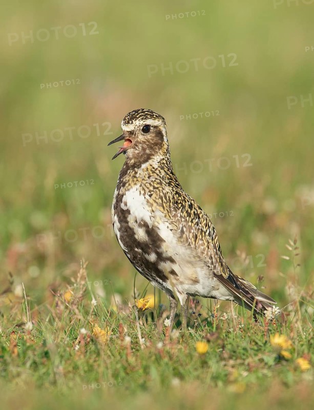 European Golden Plover (Pluvialis apricaria) male calling on a meadow, Iceland