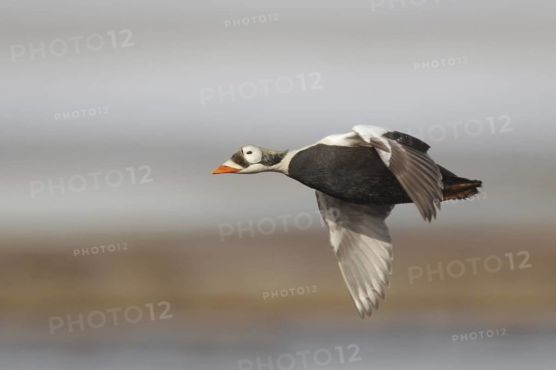 Spectacled Eider (Somateria fischeri) male flying, Alaska, USA