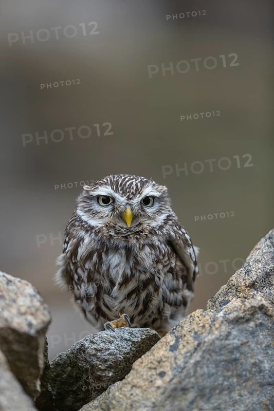One little owl (Athene noctua) sitting on a stone inside the ruins of an ancient castle
