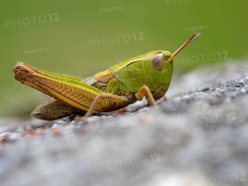 Heath grasshopper, (Stenobothrus lineatus), large heath grasshopper, insects, grasshopper, short-footed grasshopper, insect, family of field grasshoppers, Black Forest, Feldberg region, Baden-Württemberg, Germany