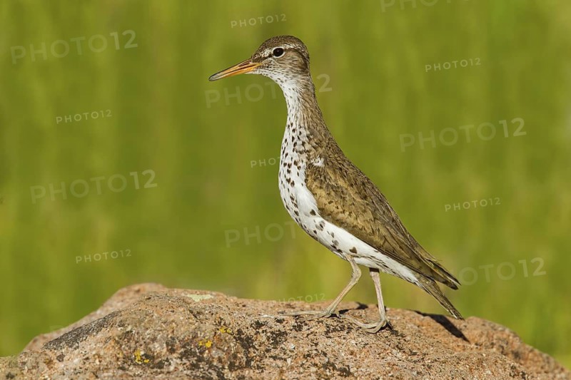 Spotted Sandpiper Actitis macularius east of Beaver, Utah, United States 4 July Adult in breeding plumage. Scolopacidae