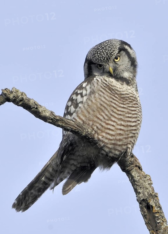 Northern Hawk-Owl (Surnia ulula), British Columbia, Canada
