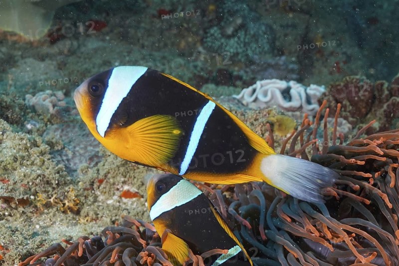 Allard's clownfish (Amphiprion allardi)