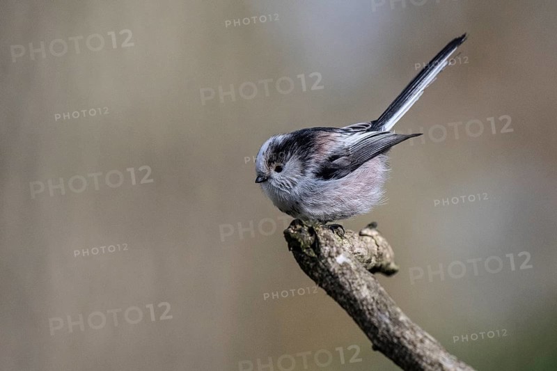 Long-tailed Tit (Aegithalos caudatus), Emsland, Lower Saxony, Germany