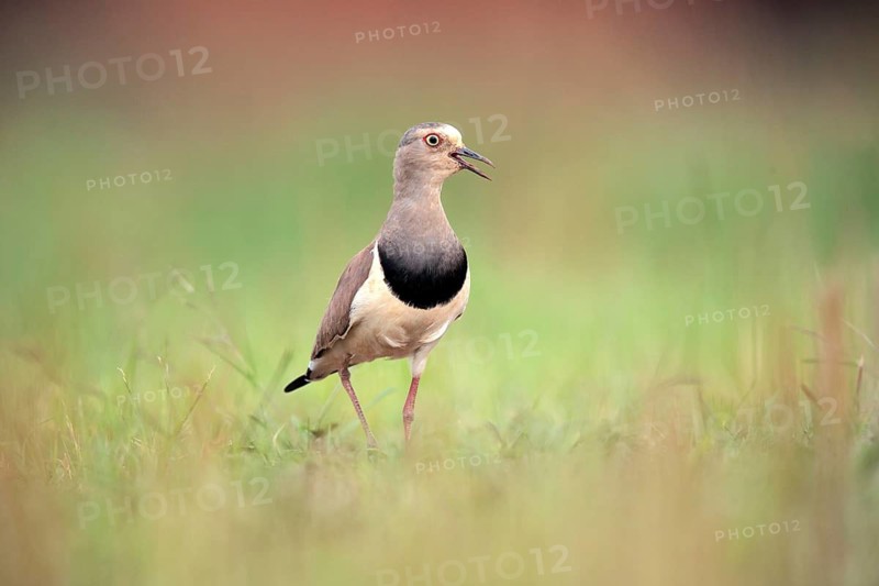 Black-winged Lapwing (Vanellus melanopterus) calling, Kwazulu-Natal, South Africa