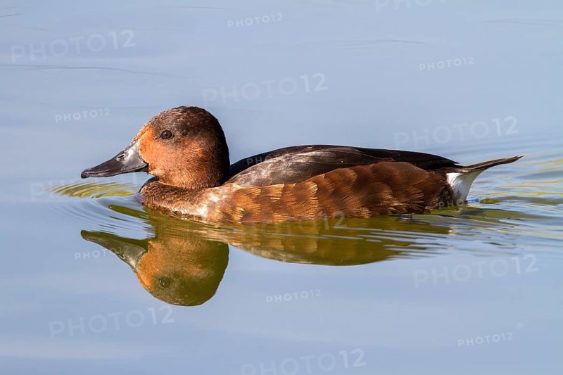 Ferruginous Duck (Aythya nyroca) female, Castile-La Mancha, Spain
