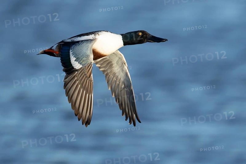 Northern shoveler duck (Anas clypeata) adult male bird in flight, Suffolk, England, United Kingdom