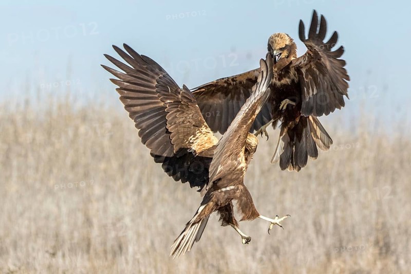 Western Marsh Harrier (Circus aeruginosus) female fighting, Castile-La Mancha, Spain