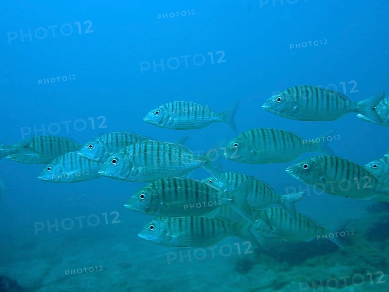 Marble bream (Lithognathus mormyrus)