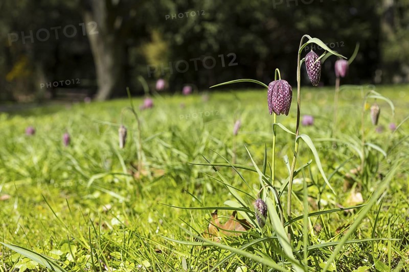 Snake's Head Fritillary (Fritillaria meleagris) in bloom, Dresden, Saxony, Germany