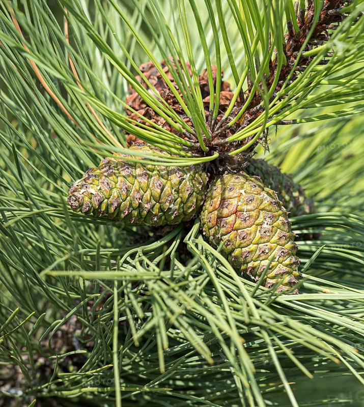 Common Black Pine (Pinus nigra subsp. nigra), Viewing Garden University of Applied Sciences W, Germany