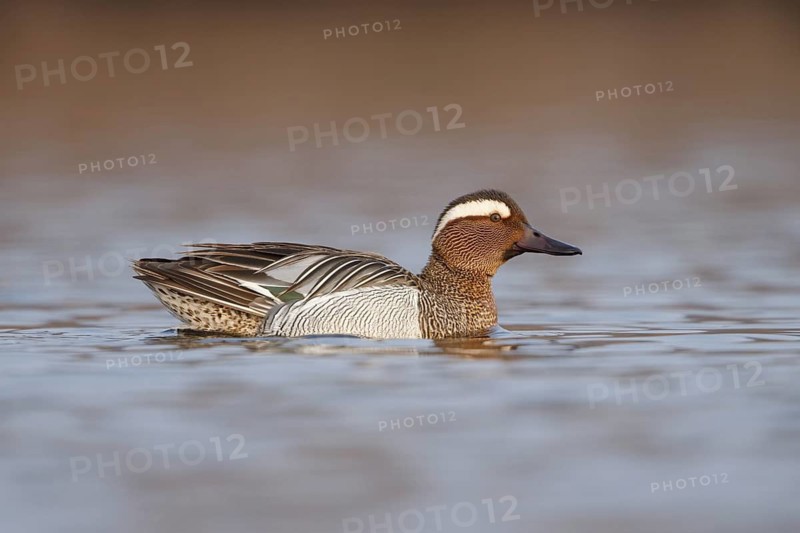 Garganey (Spatula querquedula) male, Utrecht, Netherlands