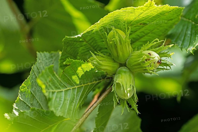 Hazelnut (Corylus avellana), Common hazel, Fruit, Fruits, Hazelnut family, Birch family, Baden-Württemberg, Federal Republic of Germany