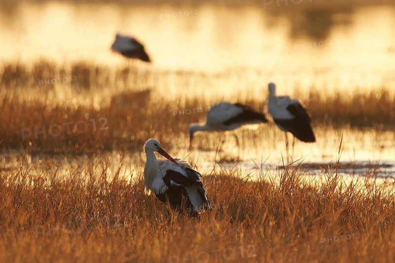 A scene of white storks standing in wetland of the Emporda at sunset. The golden light creates a tranquil atmosphere, highlighting the birds graceful presence amid the shimmering water and reeds