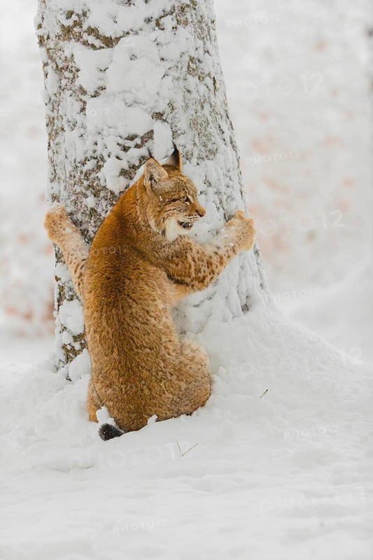 One young male Eurasian lynx, (Lynx lynx), climbing up a tree in a snow covered forest