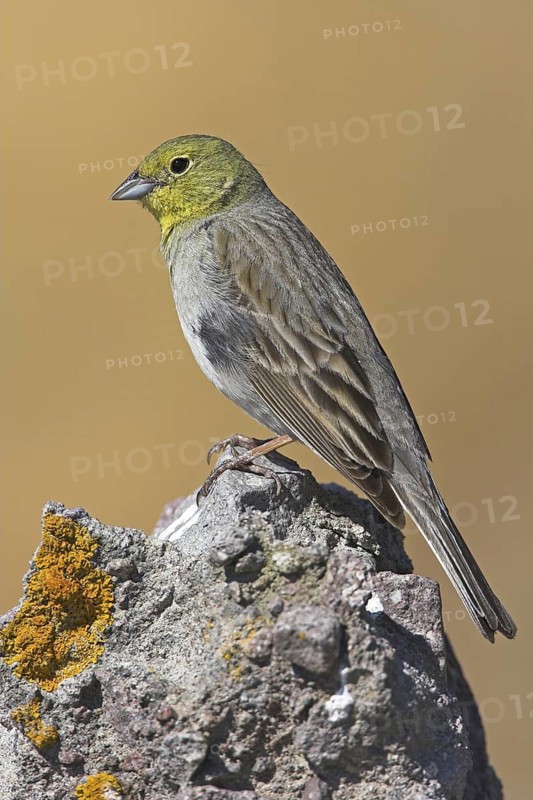 Cinereous Bunting (Emberiza cineracea), Lesvos, Greece