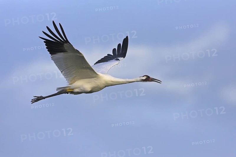 Whooping Crane (Grus americana) flying, Florida, USA