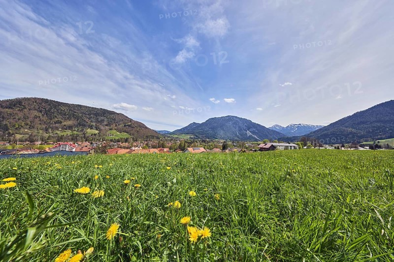Eastern Chiemgau Alps, common dandelion (Taraxacum sect. Ruderalia), landscape photography, mountain landscape, mountains, hills, coniferous forest, village, meadow, long shot, frog perspective, blue sky, cumulus clouds, cirrus clouds, cirrostratus clouds, Ruhpolding, district of Traunstein, Bavaria, Germany