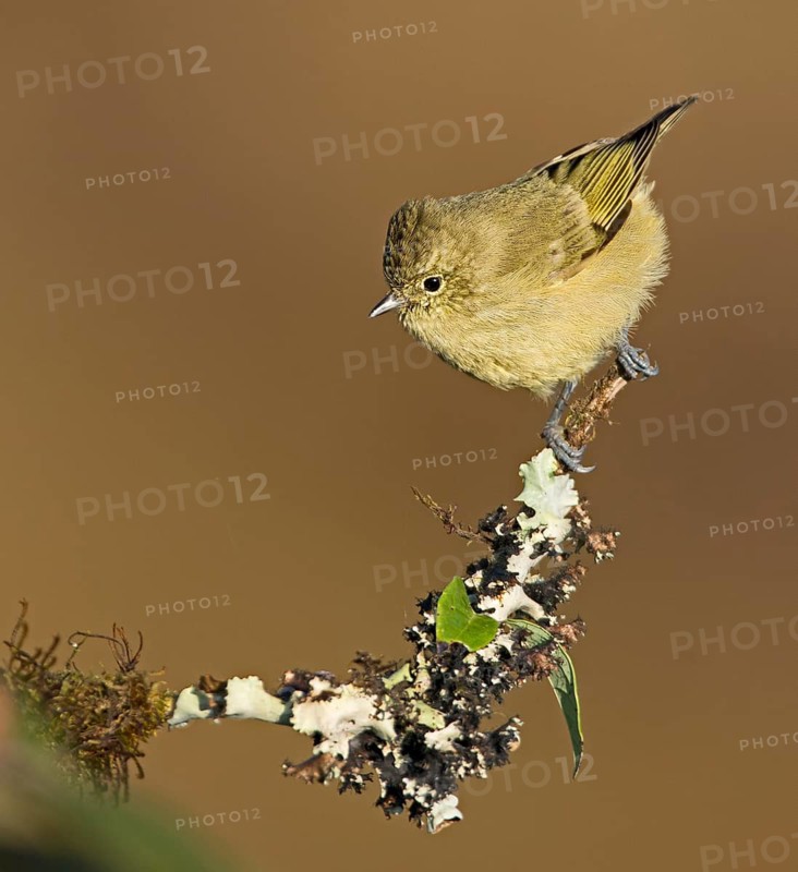 Yellow-browed Tit (Sylviparus modestus), West Bengal, India