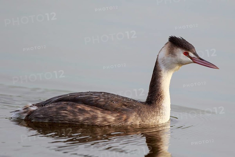 Great Crested Grebe (Podiceps cristatus), Netherlands