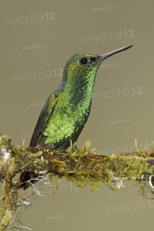 Western Emerald (Chlorostilbon melanorhynchus), Ecuador