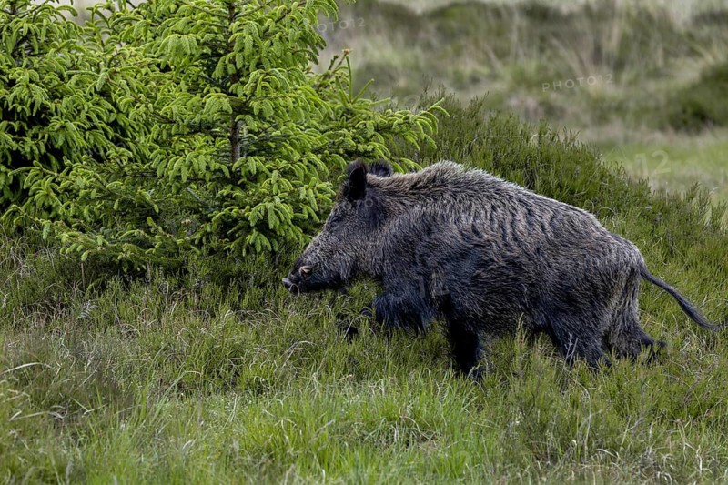 After a few quick steps, the wild boar (Sus scrofa) is out of sight behind the spruce and juniper bushes, late spring, early summer, defensive, June, Denmark