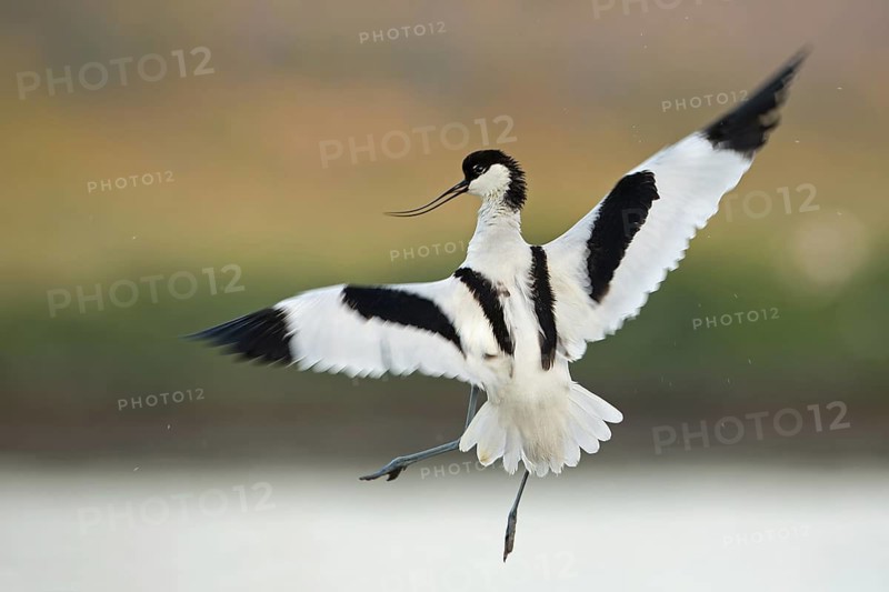 Pied Avocet (Recurvirostra avosetta), Texel, Netherlands