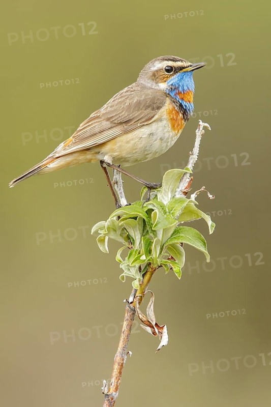 Bluethroat (Luscinia svecica) perched on a branch in Nome, Alaska