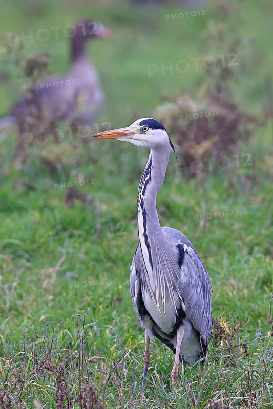 Grey heron (Ardea cinerea), standing in a meadow, Bieslicher Insel, Lower Rhine, North Rhine-Westphalia, Germany