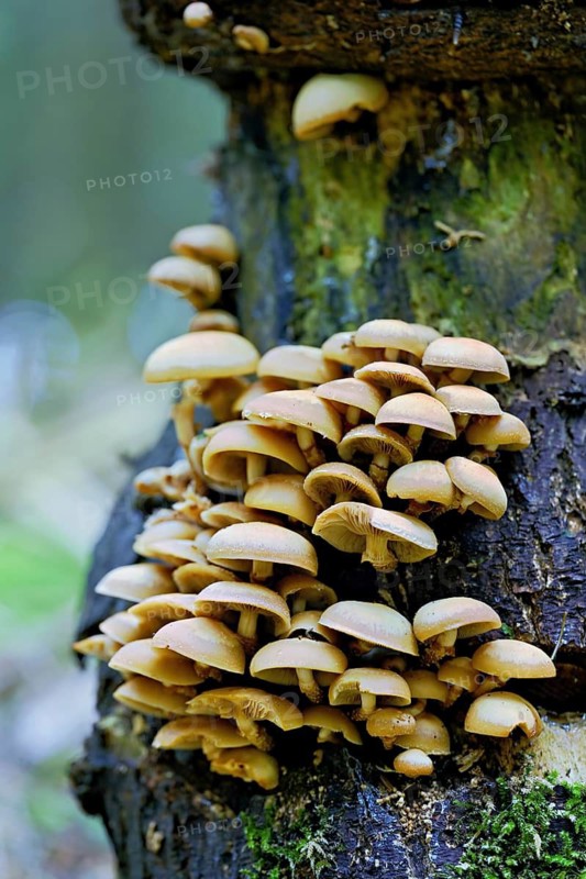 Cane sponges (Kuehneromyces), on dead wood, Switzerland