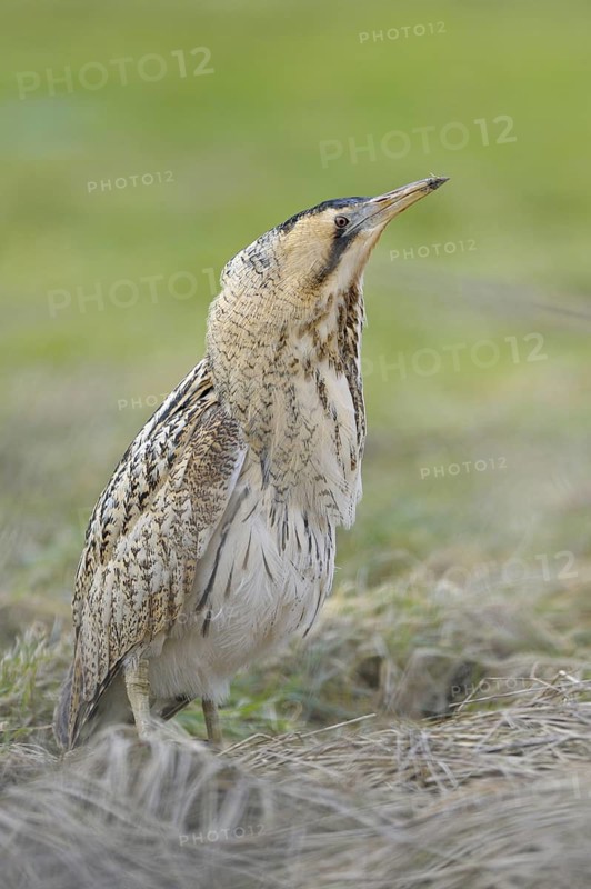 Rohrdommel (Botaurus stellaris), Bittern, Altvogel im Winter, hat soeben eine Maus gefangen und verschluckt, Februar, Muenster, Nordrhein-Westfalen, Deutschland