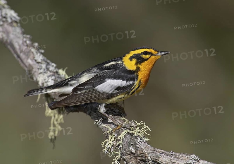 Blackburnian Warbler (Setophaga fusca), Michigan, USA