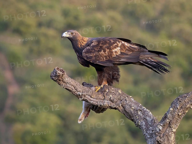 Golden Eagle, (Aquila chrysaetos), bird of prey, hawk family, perch, biotope, habitat, foraging, El Millaron Golden Eagle Hide, Salorino, Extremadura Caceres, Spain