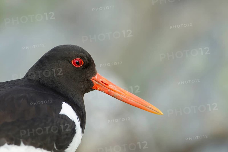 Eurasian oystercatcher (Haematopus ostralegus) adult wading bird head portrait, Scotland, United Kingdom