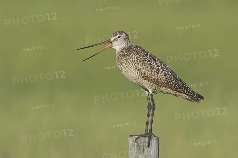 Marbled Godwit (Limosa fedoa) calling, Canada