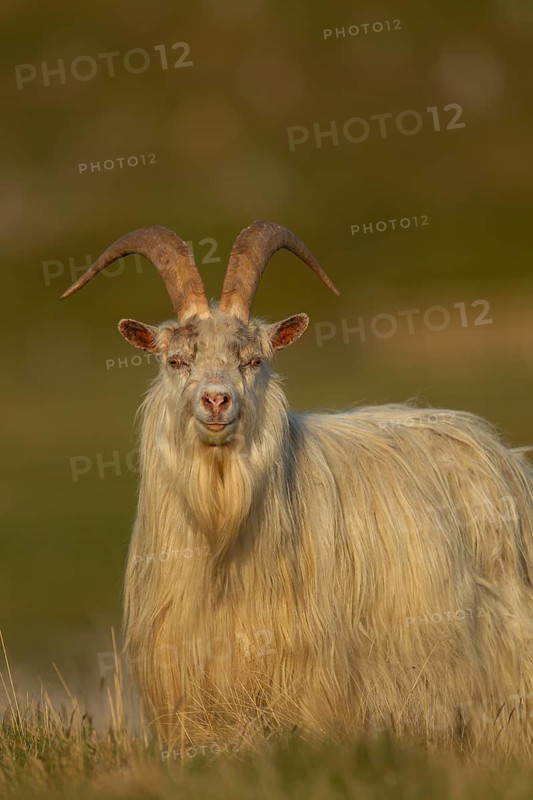 Wild or Feral goat (Capra aegagrus hircus) adult animal in mountain grassland in summer, Scotland, United Kingdom