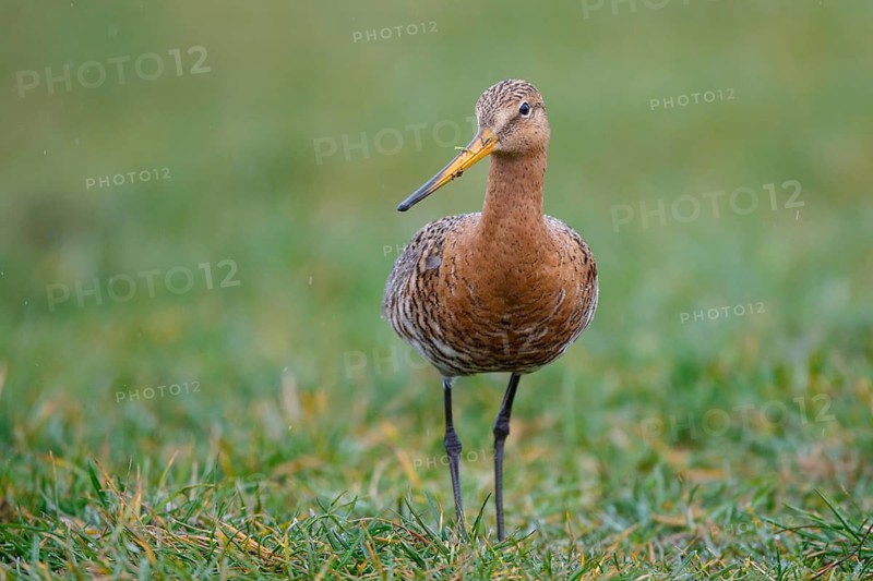 Black-tailed Godwit (Limosa limosa) foraging, Netherlands