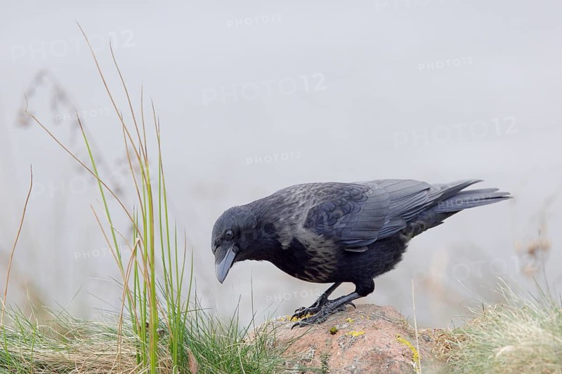 Rabenkrähe lat. Corvus corone, Altvogel bei der Nahrungssuche