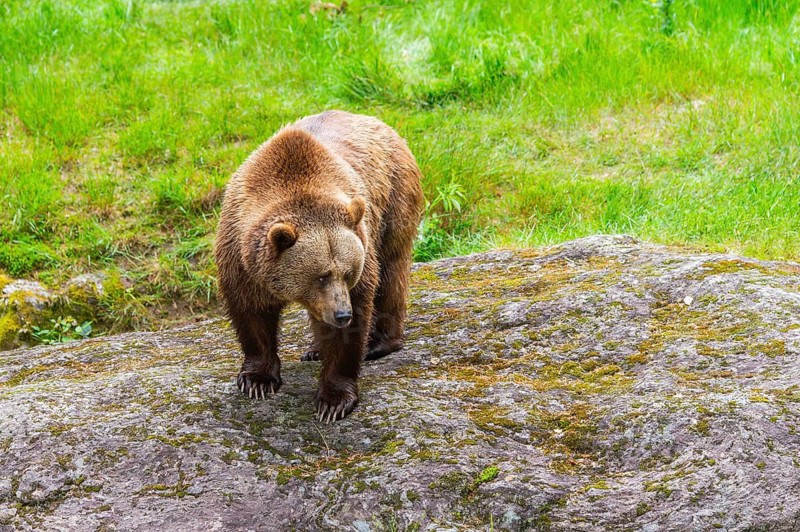Eurasian brown bear (Ursus arctos arctos) standing on a rock, Bavarian Forest, Bavaria, Germany