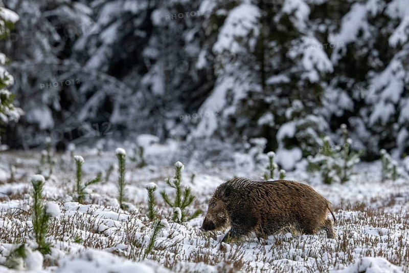 At around 8 months of age, the bond between wild boar (Sus scrofa) and young boars is no longer so close and the little ones often go their own way or explore their habitat with their siblings, winter, snow, cold, baby animals, cute, November, Denmark