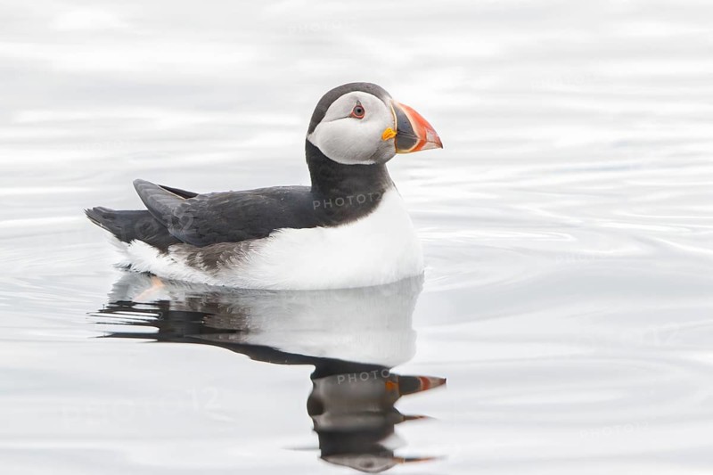 Atlantic Puffin (Fratercula arctica), Iceland