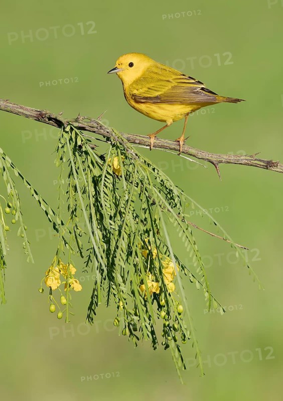 American Yellow Warbler (Setophaga aestiva) perched on a branch, Texas, USA