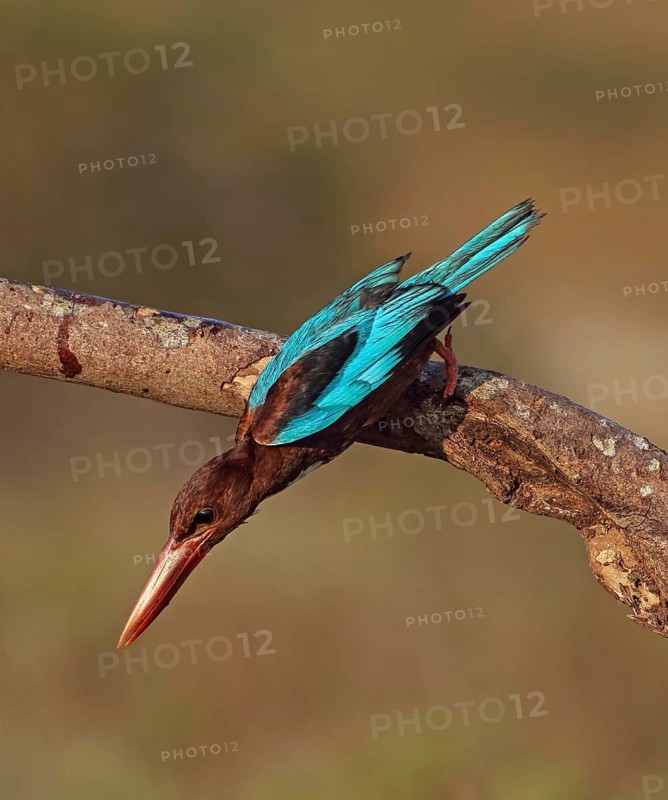 White-throated Kingfisher (Halcyon smyrnensis) perched on a branch, Malaysia